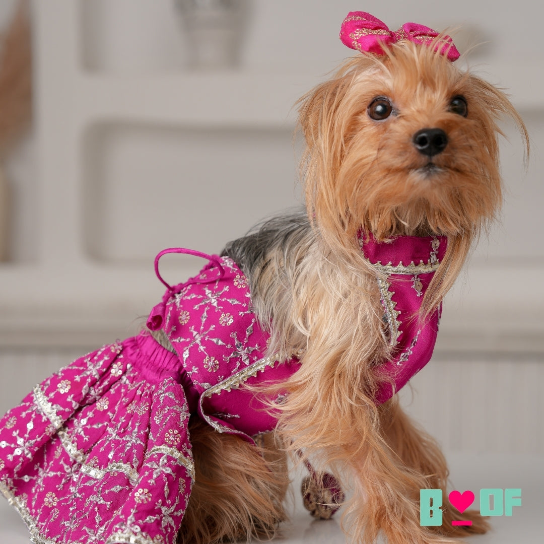 FESTIVE PINK DOG LEHENGA