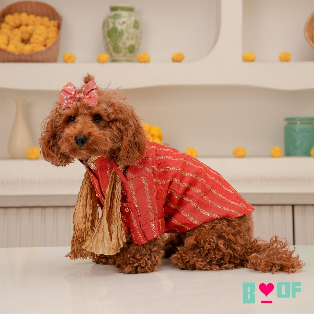 CARROT RED ZARI WORK DOG KURTA