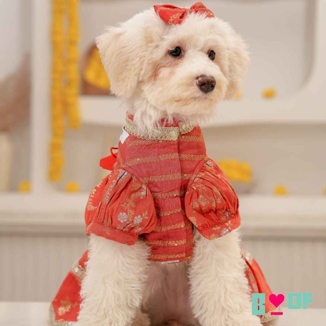 ORANGE BROCADE MIRROR WORK DOG LEHENGA