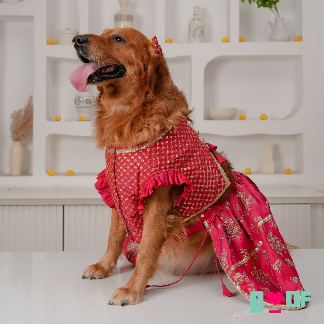 FUCHSIA PINK GOLD DOG LEHENGA