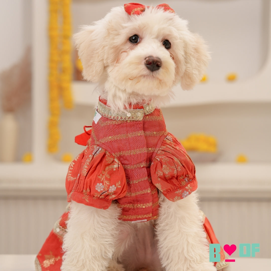 ORANGE BROCADE MIRROR WORK DOG LEHENGA