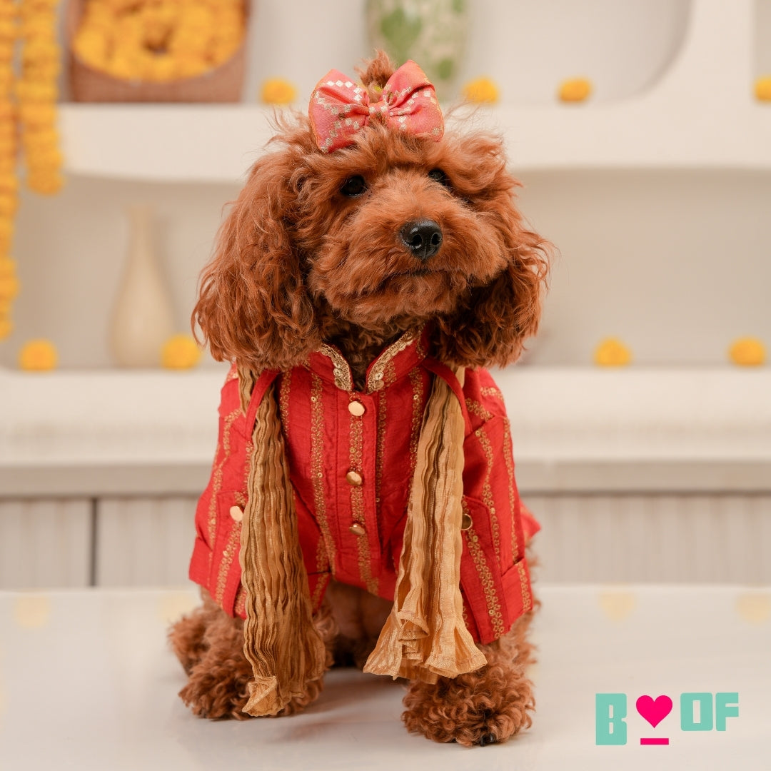 CARROT RED ZARI WORK DOG KURTA