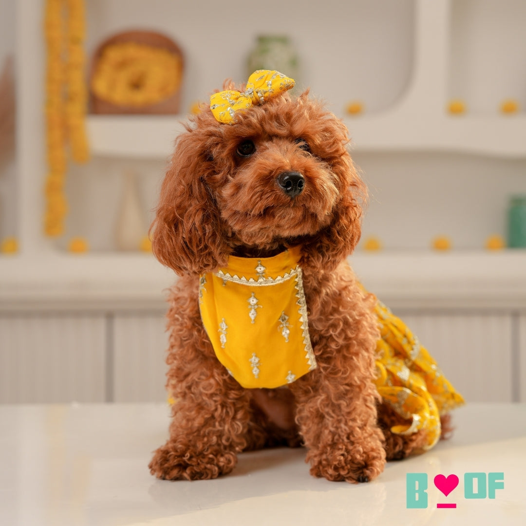 YELLOW FESTIVE DOG LEHENGA