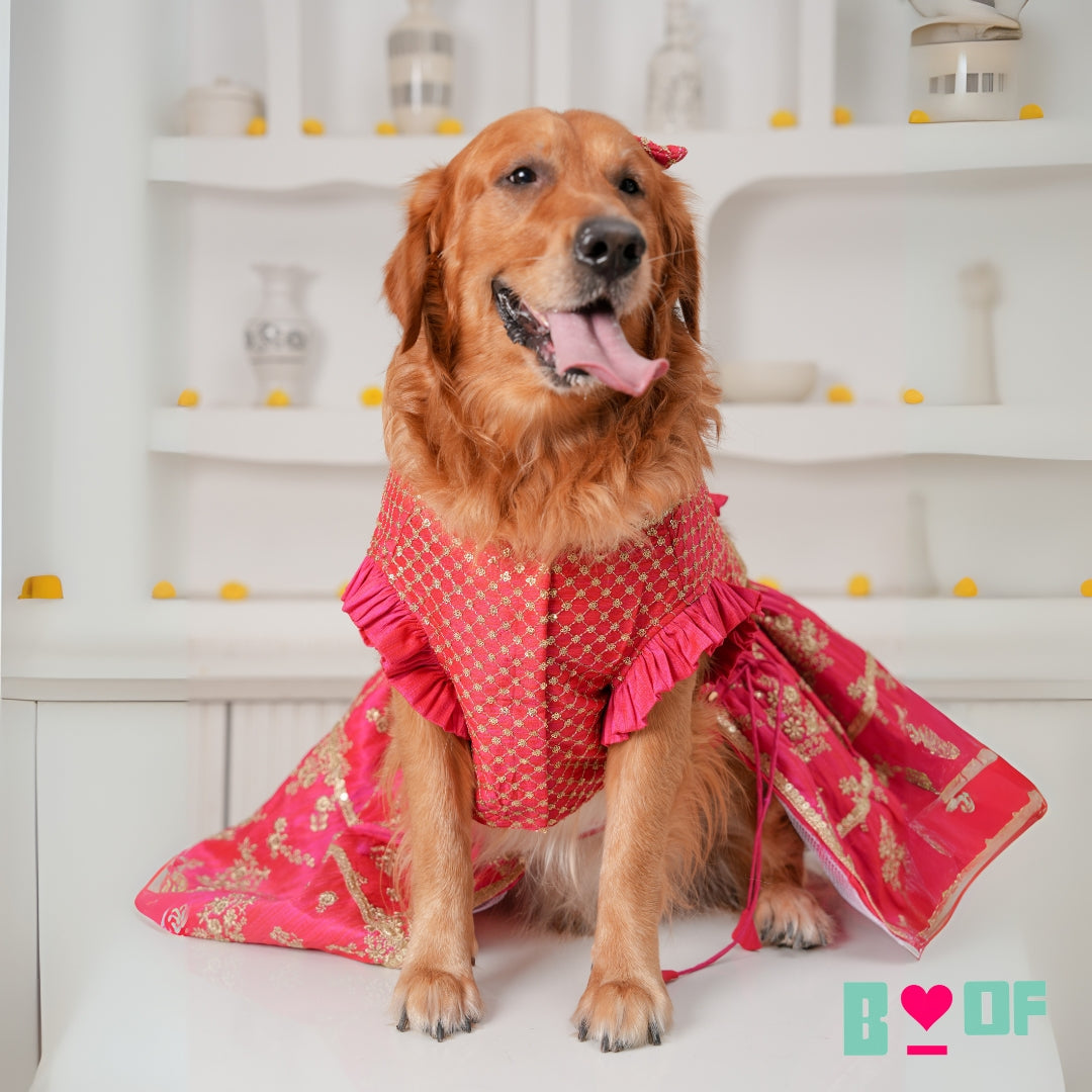 FUCHSIA PINK GOLD DOG LEHENGA