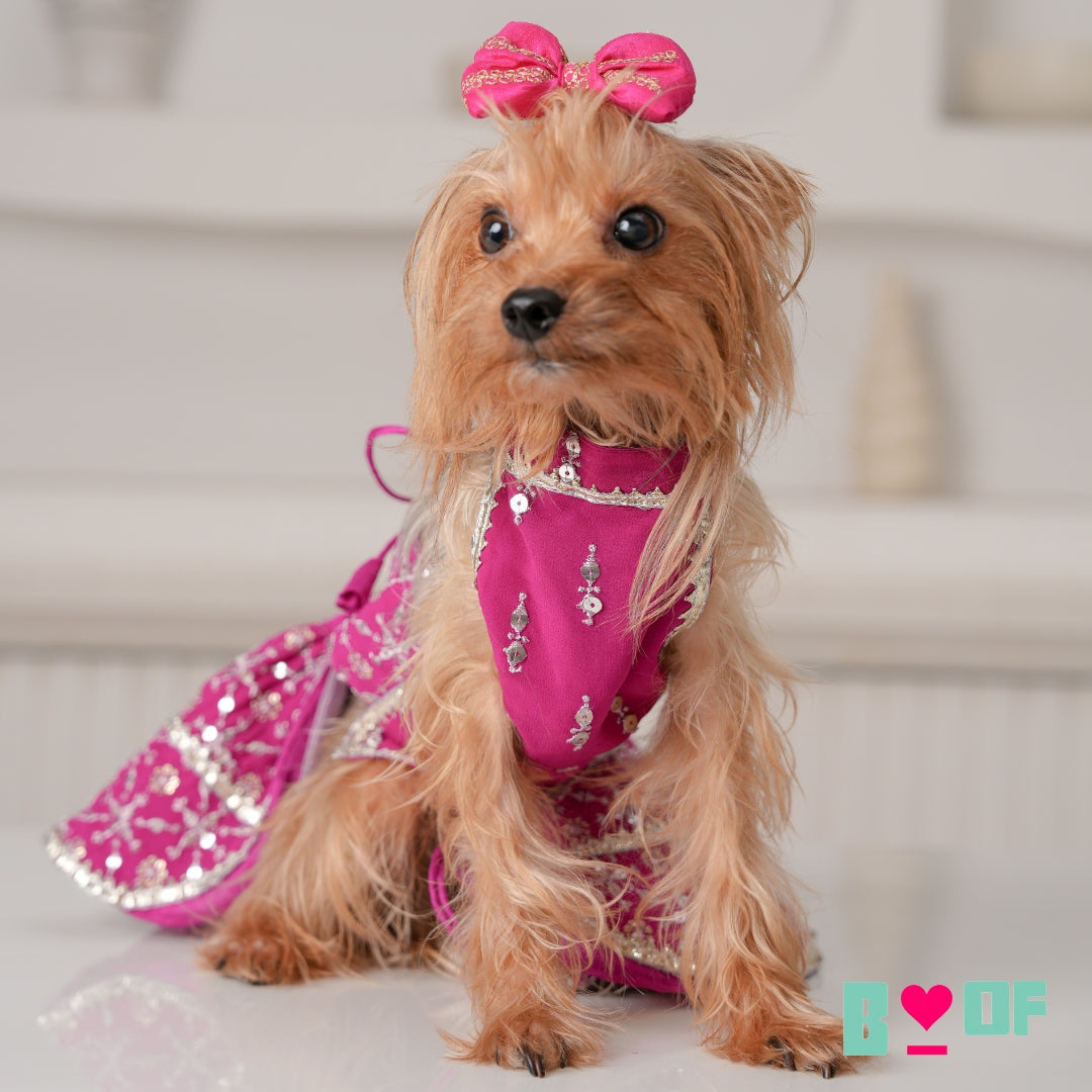 FESTIVE PINK DOG LEHENGA