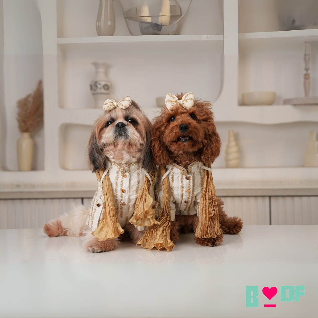 OFF-WHITE ZARI WORK DOG KURTA