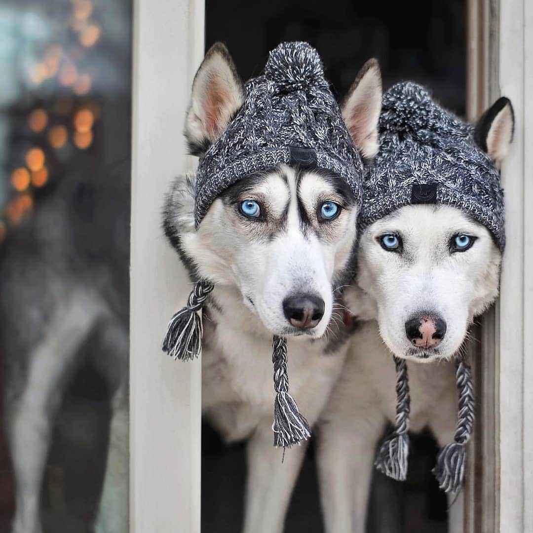 WINTER POM POM DOG HAT