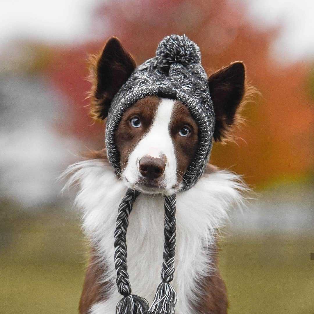 WINTER POM POM DOG HAT