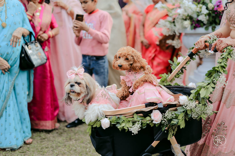 💍 Wedding Celebration With Your Pet: Make Your Special Day More Paw-some