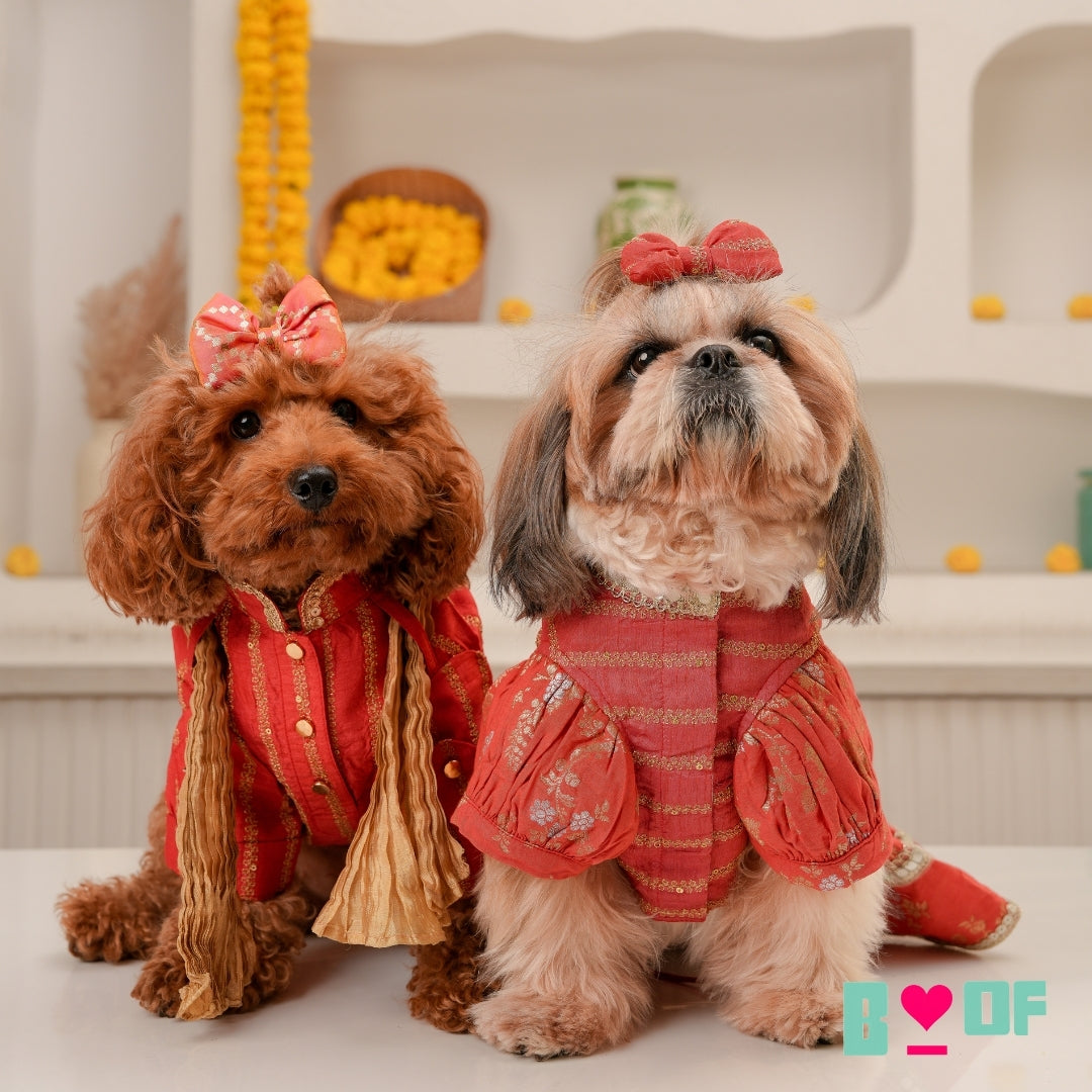 Festive Pet Outfits in India: Diwali, Weddings & Parties Made Stress-Free