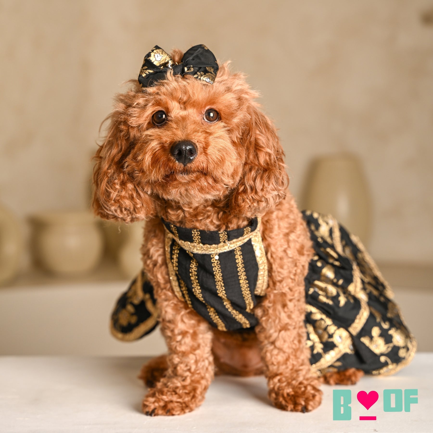 BLACK GOLD BROCADE LEHENGA FOR DOGS AND CATS
