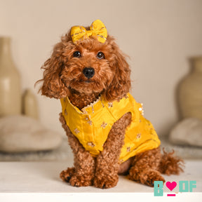 YELLOW FESTIVE ZARI BUTI SHERWANI FOR DOGS AND CATS