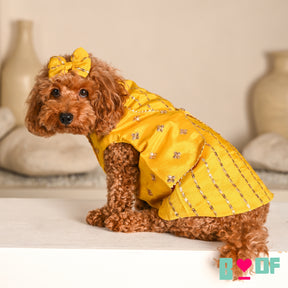 YELLOW FESTIVE ZARI BUTI SHERWANI FOR DOGS AND CATS