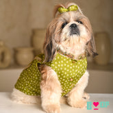 MEHENDI GREEN BANDHANI SHERWANI FOR DOGS AND CATS