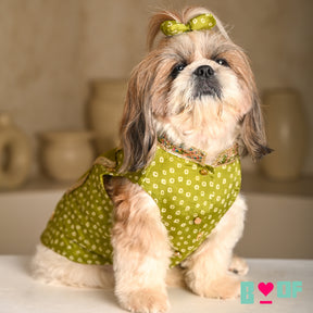 MEHENDI GREEN BANDHANI SHERWANI FOR DOGS AND CATS