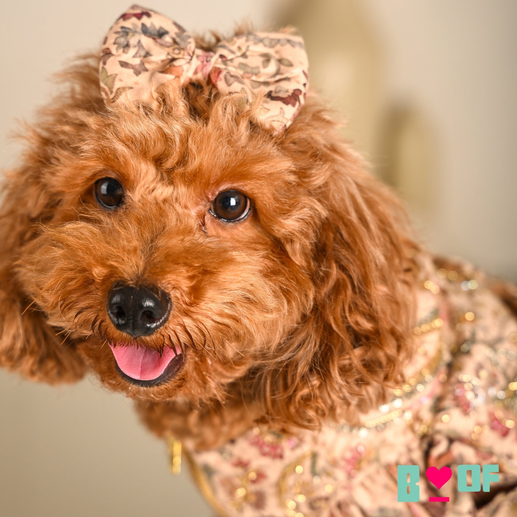 ISHQ BAHARA HAND EMBROIDERED DOG LEHENGA