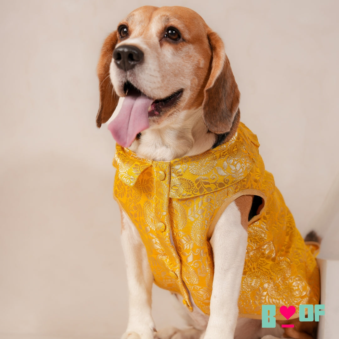 YELLOW PAISLEY BROCADE DOG WAISTCOAT