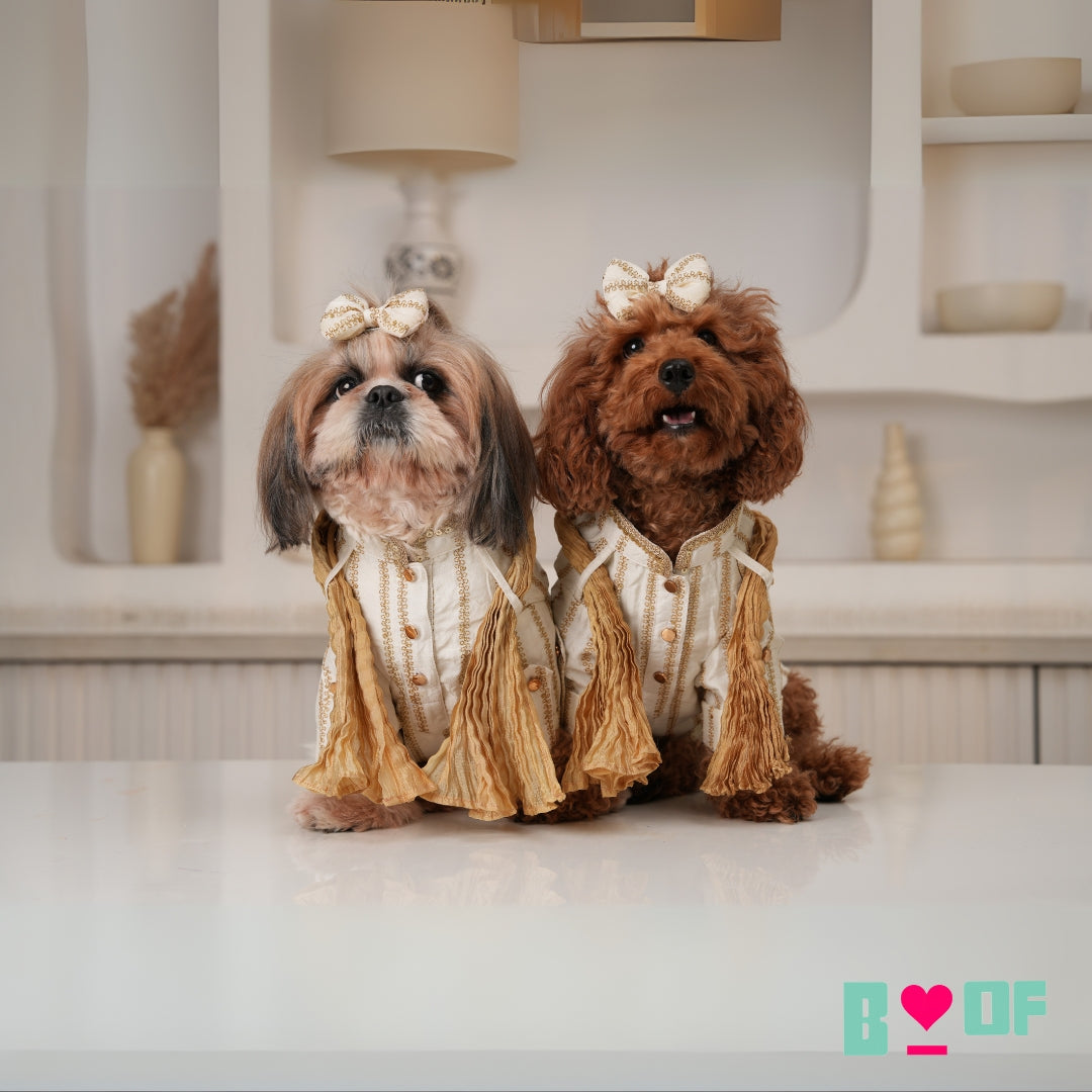 OFF-WHITE ZARI WORK DOG KURTA