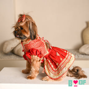 SURKH LAAL SHAHI LEHENGA FOR DOGS AND CATS