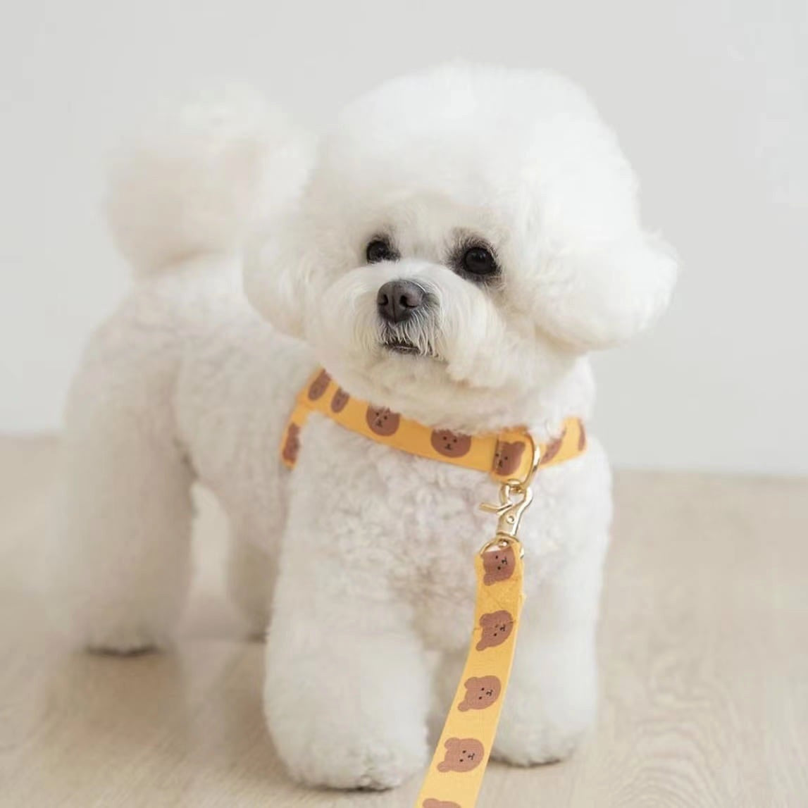 TEDDY HARNESS + LEASH