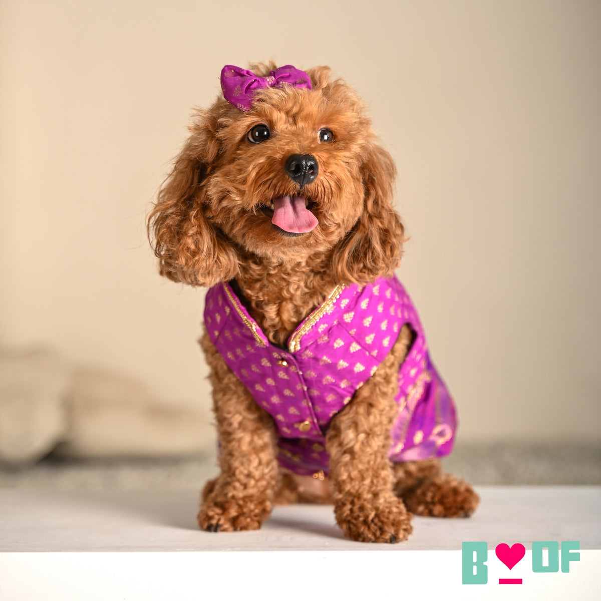 PURPLE GENDA PHOOL HAND EMBROIDERED SHERWANI FOR DOGS AND CATS