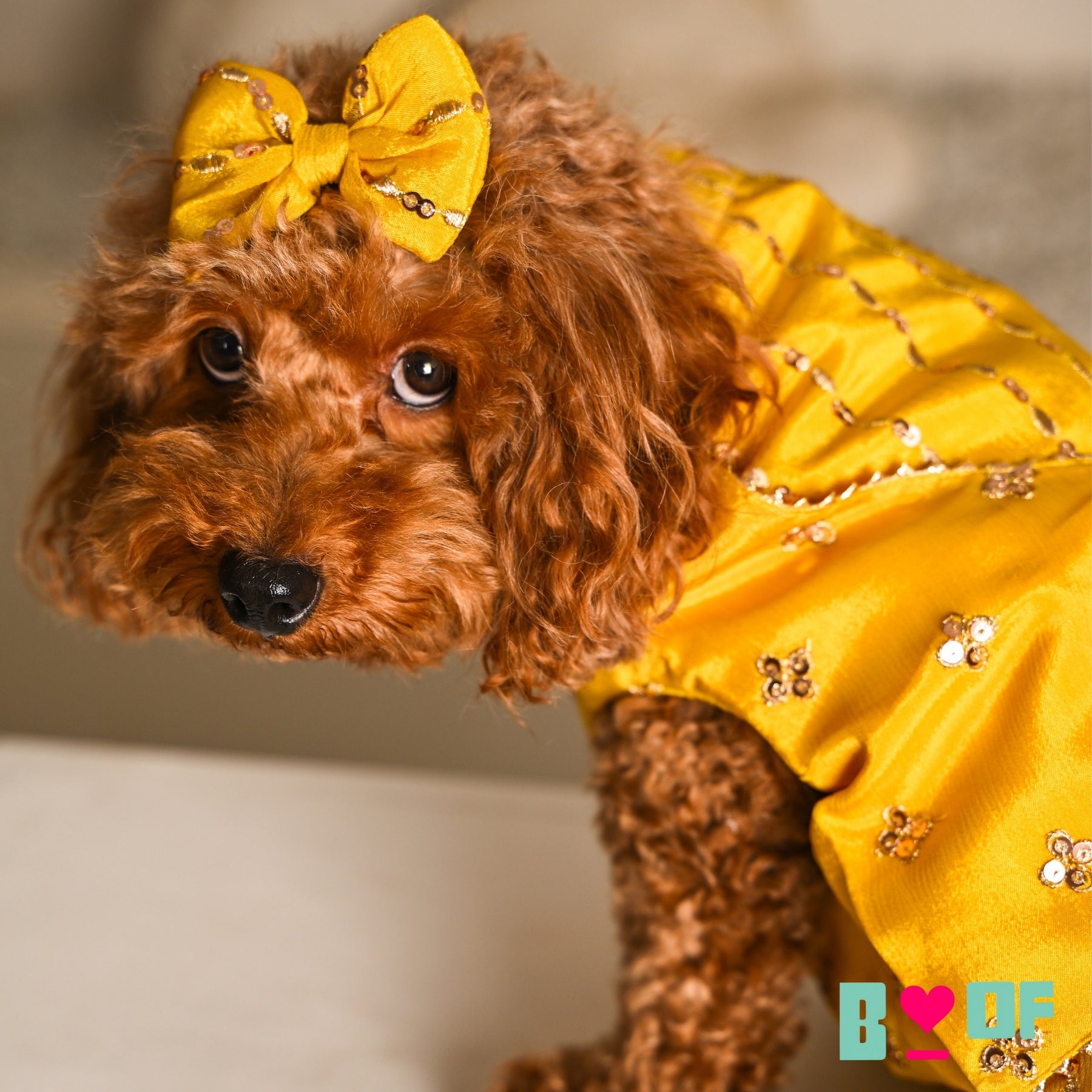 YELLOW FESTIVE ZARI BUTI SHERWANI FOR DOGS AND CATS