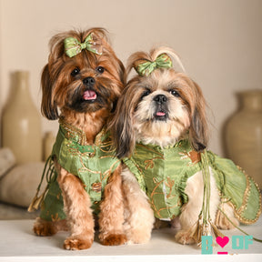 PISTA GREEN GOTA PHOOL WAISTCOAT FOR DOGS AND CATS