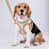 OFF-WHITE MIRROR HAND EMBROIDERED HARNESS + LEASH FOR DOGS AND CATS
