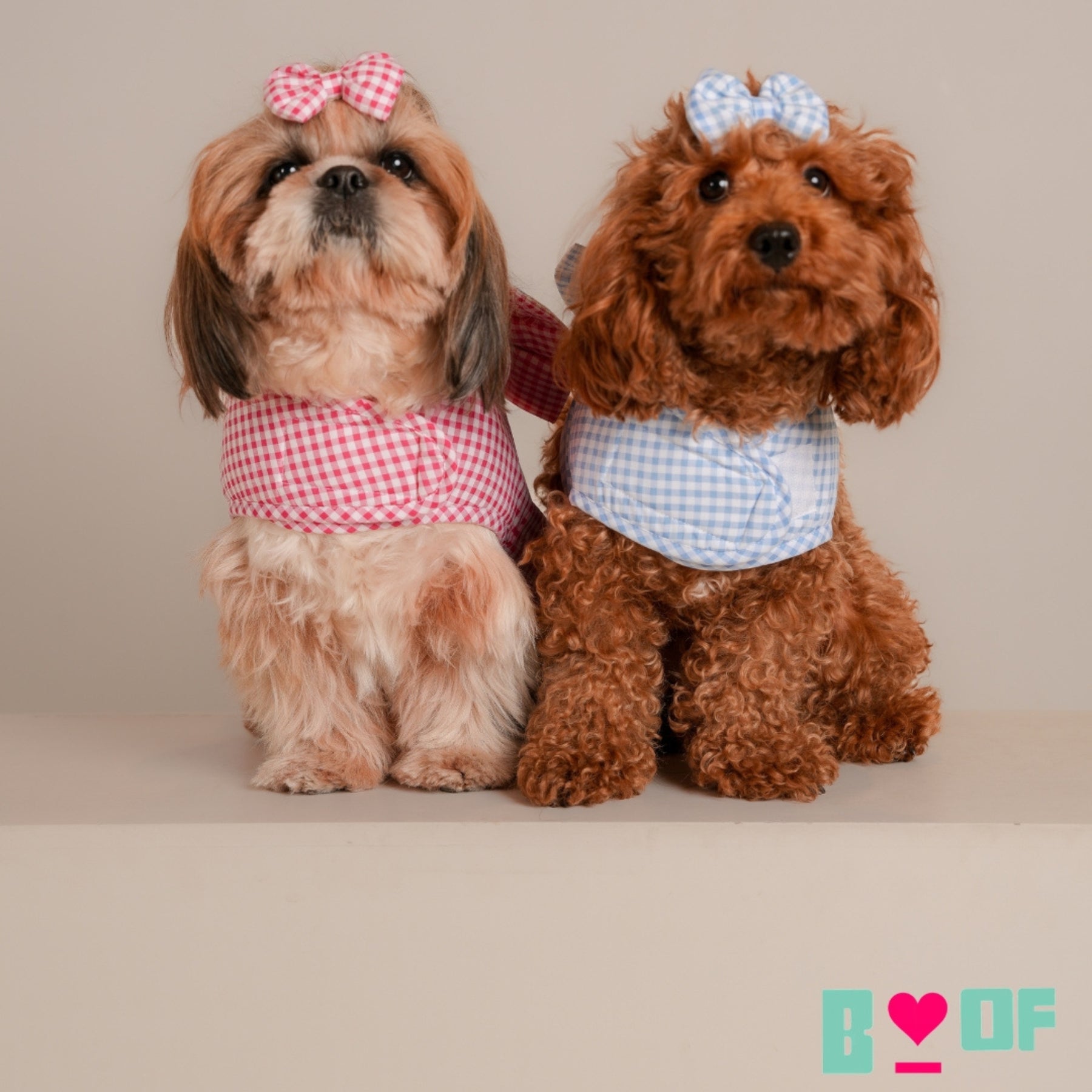 BLUE BIG BOW CHECK DOG HARNESS