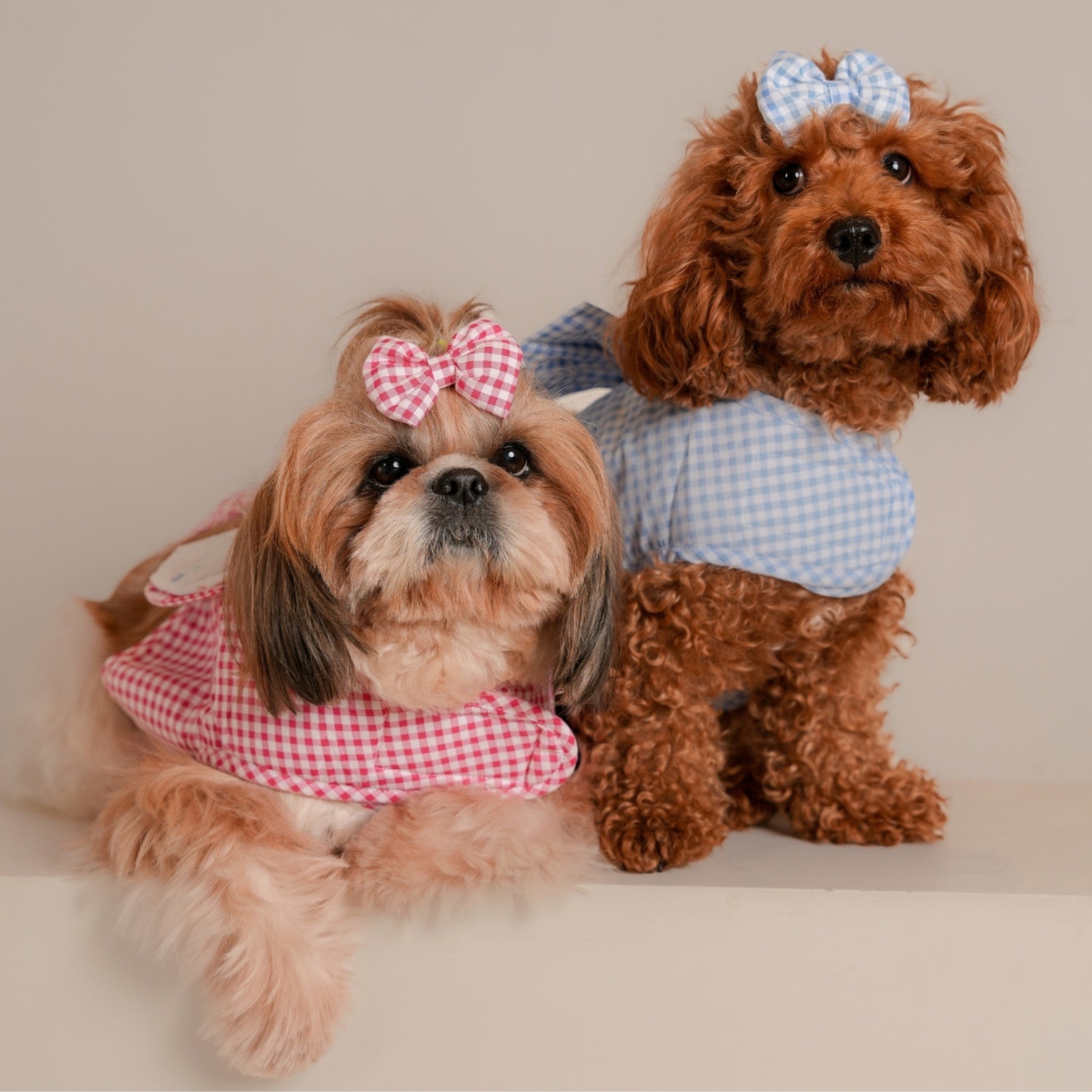 BLUE BIG BOW CHECK DOG HARNESS