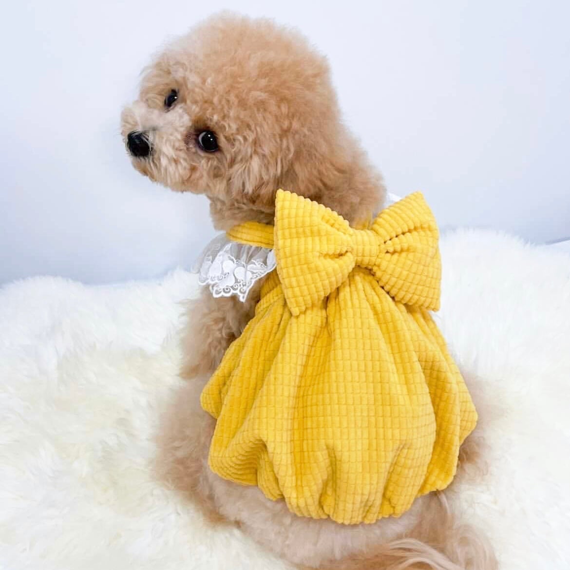 BOW WOW ! DRESS