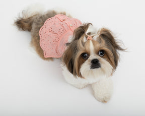 SHIFLI ROMANCE DOG DRESS